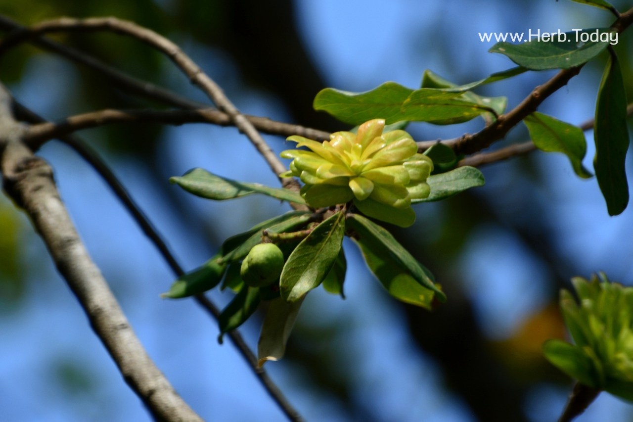 Cây Chè. Camellia sinensis - Cây Thuốc Nam Quanh Ta